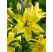 Lilium ´Yellow Power´ / Ľalia, bal. 3 ks, 14/16