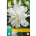 Lilium ´Lotus Ice´ / Ľalia, 16/18