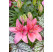 Lilium ´Pink County´ / Ľalia, bal. 2 ks, 16/18