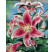 Lilium ´Stargazer´ / Ľalia, bal. 2 ks, 14/16