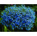 Lobelia ´Azur Angel´® / Lobelka previsnutá, bal. 6 ks, 6x K7