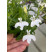 Lobelia ´Africo® White´ / Lobelka biela, bal. 3 ks, 3x K7
