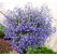 Lobelia ´Azur Angel´® / Lobelka previsnutá, bal. 3 ks, 3x K7