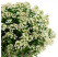 Lobularia ´Lucia White ´ / Lobularia, K7 (duo)