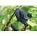Lonicera caerulea ´Blue Banana´ / Zemolez kamčatský, 30-40 cm, K12
