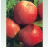 Malus domestica ´Šampion´ / Jabloň zimná, M9