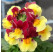 Nemesia x fruticans Mareto®Burgundy & Yellow / Nemesia, bal. 6 ks, 6x K7