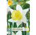 Narcis ´Melyor´ / Narcis, bal. 5 ks, 12/14