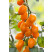 Rajčiny cherry ´Mirado®Orange´ (Santorange) prirodzene rezistentné, štepená rastlina, K12