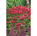 Monarda fistulosa ´Gardenwiew Scarlet´/ Monarda, K9