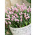 Muscari ´Pink Sunrise´ / Modrica ružová, bal. 3 ks, 5/+