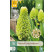 Muscari botryoides ´Lady Madonna´ / Modrica, bal. 15 ks, 7/8