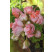 Pelargonium zonale Grandeur®DECO ´Appleblossom´ / Muškát ružičkový, K7