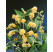 Buddleia x weyeriana ´Sungold´ / Budleja Weyerova, 40-50 cm, C2