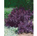 Cotinus coggygria ´Royal Purple´ / Škumpa vlasatá, 40-50 cm, C3