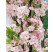 Prunus serrulata ´Amanogawa´ / Višňa pílkatá / Sakura, 200+ cm, C20