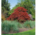 Acer palmatum ´Atropurpureum´ / Javor dlaňovitolistý, 40-50 cm, C3