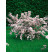 Deutzia rosea / Trojpuk ružový, 30-40 cm, C1,5