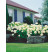 Hydrangea arborescens ´Annabelle´ / Hortenzia stromčekovitá, 20-30 cm, C2
