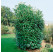 Prunus laurocer. ´Caucasica´ / Vavrínovec, 30-40 cm, K9
