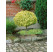 Euonymus fortunei ´Emerald Gold´ / Bršlen Fortuneov, 60 cm kmienok, C5