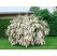 Spiraea x vanhouttei / Tavoľník van Houtteho, 30-40 cm, C2