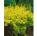 Berberis thunbergii ´Aurea´ / Dráč zlatý, C1,5
