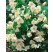 Philadelphus coronarius  ´Virginal´ / Pajazmín vencový, 40-50 cm, C2