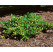 Euonymus fortunei ´Sunspot´ / Bršlen Fortuneov, 12-15 cm, K9