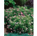 Spiraea japonica ´Shirobana´ (Genpei) / Tavoľník japonský, 15-20 cm, K9