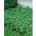 Pachysandra term. ´Green Carpet´ / Pachysandra vrcholová, K9