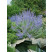 Perovskia atriplicifolia ´Lacey Blue´ / Perovskia, K11