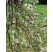 Salix caprea ´Kilmarnock Pendula´ / Vŕba rakytová, 120 cm kmienok, VK