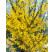 Forsythia x intermedia ´Weekend / Zlatý dážď / Zlatovka prostredná, 60-80 cm, K12