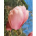 Magnolia x soulangeana ´Lennei´ / Magnólia Soulangova, 80-100 cm, C10