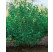 Aronia prunifolia ´Viking´ / Arónia slivkolistá, 100-120 cm, C3