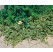 Vinca major ´Variegata´ / Zimozeleň väčšia, C1,5