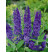 Buddleia davidii ´Empire Blue´ / Budleja modrá, 30-40 cm, C3