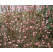 Viburnum bodnantense ´Dawn´ / Kalina, 80-100 cm, C3