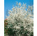Amelanchier lamarckii / Muchovník Lamarckov, 40-50 cm, K9