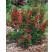 Weigela florida ´Red Prince´ / Vajgélia kvetnatá, 20-30 cm, C1,5