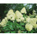 Hydrangea paniculata ´Limelight´ / Hortenzia metlinatá, 60-80 cm, C3