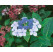 Hydrangea serrata ´BlueBird´ / Hortenzia pílovitá, 20-30 cm, C2
