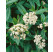 Viburnum pragense / Kalina pražská, 15-20 cm, K9