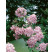 Deutzia ´Perle Rose´ / Trojpuk, 100-130 cm, C5