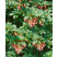 Enkianthus campanulatus / Zvonkovec, Enkiant zvončekovitý, 50-60 cm, C5