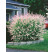 Salix integra ´Hakuro Nishiki´ / Vŕba kompaktná, 30-40 cm, C2