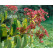 Heptacodium miconioides / Heptakodium jazmínovité, 40-50 cm, C2