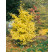 Ginkgo biloba BIO / Ginko dvojlaločné BIO, 20-30 cm, K12