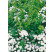 Spiraea betulifolia ´Tor´ / Tavoľník, 30-40 cm, C1,5